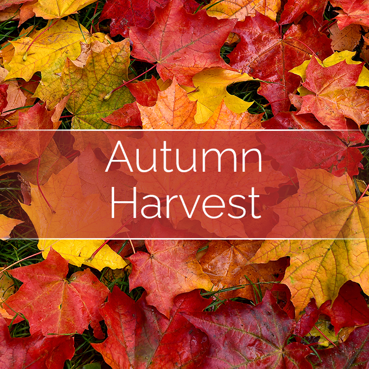 Autumn Harvest - Candle Making Kit + Jar